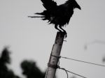 Bird On Bamboo