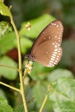 The Butterfly Kiss In Flower
