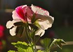Greranium