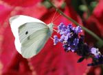 White Butterfly