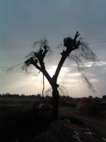 An Evening And Tree