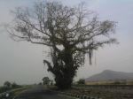 Highway Tree