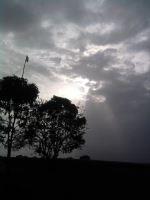 Sunset Trees