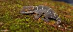 Ground Banded Gecko