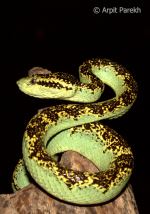 Malabar Pit Viper