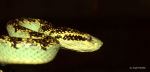 Malabar Pit Viper