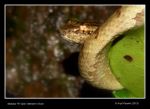 Malabar Pit Viper