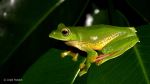 Rhacophorus Malabaricus