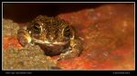 Tiger Toad