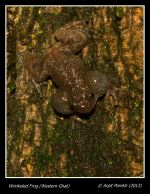 Wrinkled Night Frog