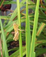 Grasshopper