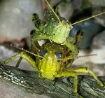 Grasshoppers