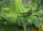 Sunflower And Praying Mantis