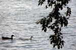 Swan Couple