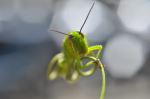Capung Green