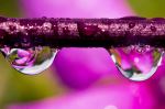 Flower In The Dew