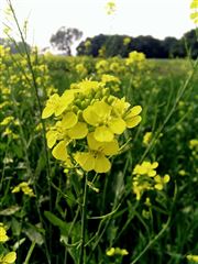 Mustard Flower