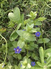 Purple Flower
