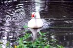 Swimming Goose