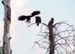 Bald Eagles