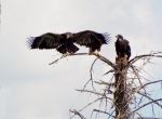 Bald Eagles