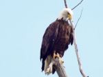 Bald Eagles