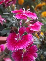 Beautiful Flower