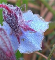 Beauty Of The Nature