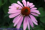 Pink Flower Minnesota