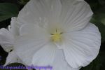 White Flower