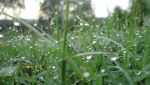 Dew Drops On Grass