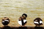 Duck Friendship