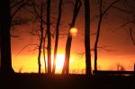 Forest Sunset