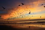 Seagulls At Sunrise