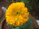 Morning Marigold