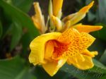 The Blooming Flower