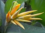 The Buds Of D Flower