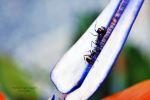 Ant Lovers