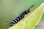 Food Or Friend Of The Caterpilar