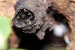 Insects In A Tree