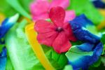 Organic Flower Salad