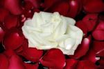 White Rose Among The Reds
