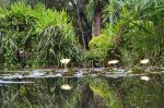 Nature Reflect