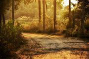 The Woods Are Lovely And Deep 