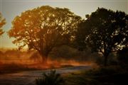Dust Of Beauty
