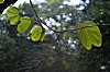 Butterfly Leaves