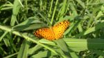 Butterfly On Green  Grass 