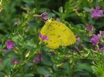 Three Spot Grass Yellow Butterfly
