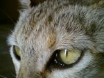 Cat Eye