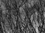 Branchy Picture